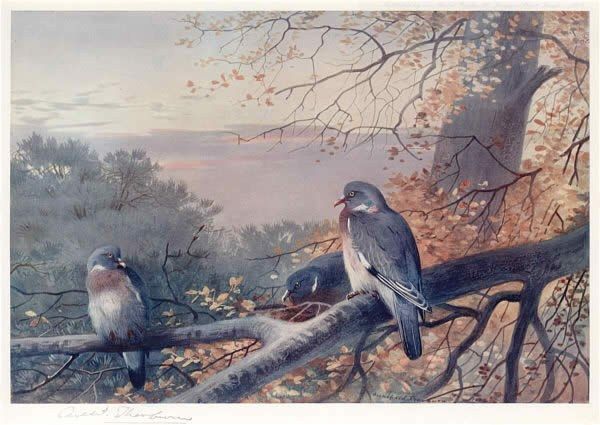 Archibald Thorburn Wood Pigeons in Beech Tree